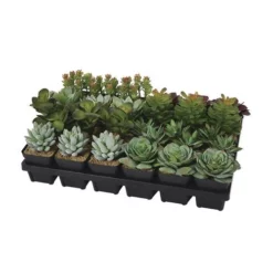 Enchanted Garden™ 5" Artificial Succulent With Pot - Assorted Styles