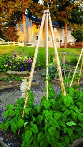 Enchanted Garden™ 6' Cedar Expandable Pyramid Trellis 5 Enchanted Garden™ 6' Cedar Expandable Pyramid Trellis - Image 3