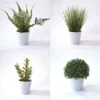 Enchanted Garden™ 10" Artificial Green Plant With Pot - Assorted Styles -Home N Garden Joy Sales 2775474 main