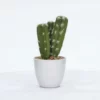 Enchanted Garden™ 8.5" Artificial Potted Cactus -Home N Garden Joy Sales 2775781