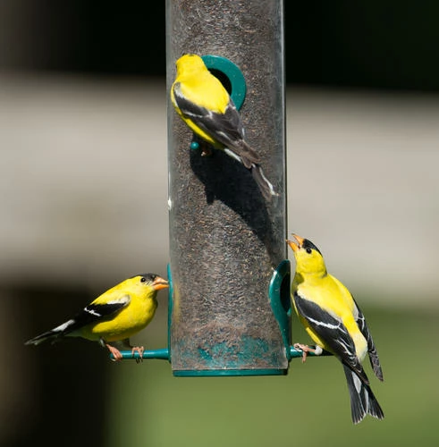 Enchanted Garden™ Gourmet Finch Wild Bird Food Seed - 8 Lb 6 Enchanted Garden™ Gourmet Finch Wild Bird Food Seed - 8 Lb - Image 4