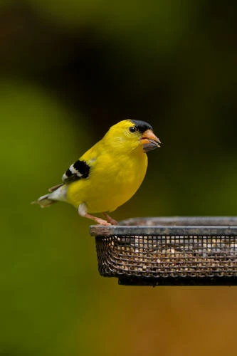 Enchanted Garden™ Gourmet Finch Wild Bird Food Seed - 16 Lb 8 Enchanted Garden™ Gourmet Finch Wild Bird Food Seed - 16 Lb - Image 6